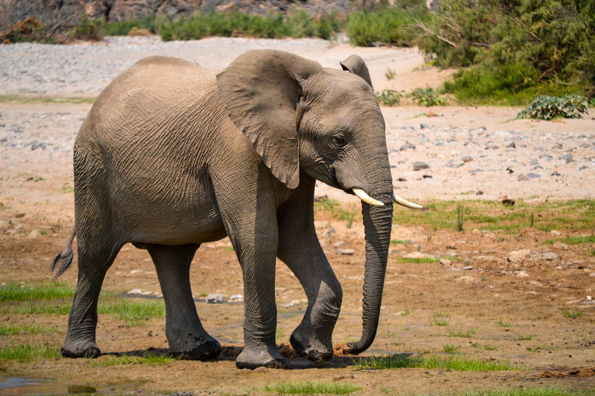 Слоненок в Африке